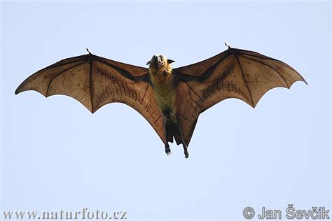 Biology of Animals: Pteropus giganteus (Indian flying fox)