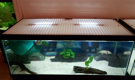 DIY Axolotl Tank Lid - more pics in comments. : axolotls