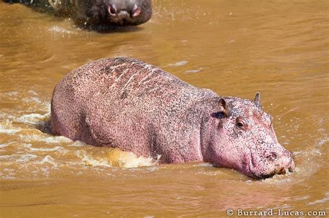 albino hippo | Rare albino animals