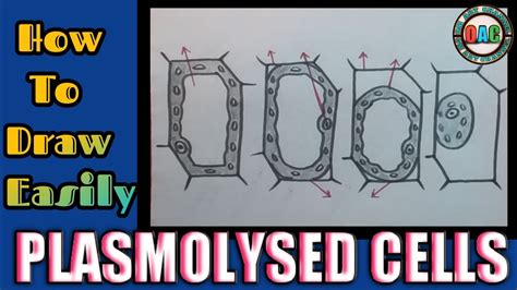 plasmolysis | plasmolysis of a plant cell diagram | plasmolysis diagram | plasmolysis cells ...