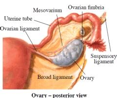 What is the function of ligaments mesovarium and mesometrium - Biology - - 16228089 ...