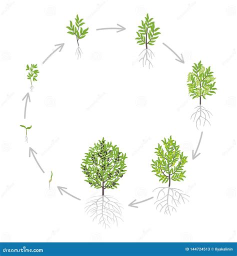 Olive Tree Growth Stages. Vector Illustration. Ripening Period ...