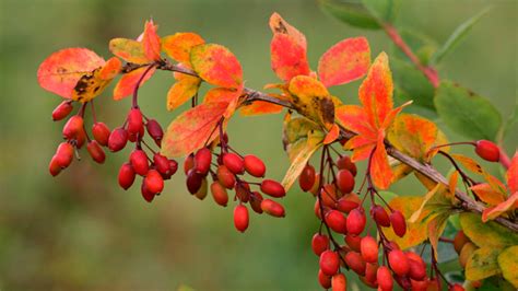 Berberine: Truth Behind the 'Nature's Ozempic' TikTok Trend - World Today News