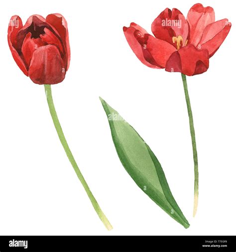 Red tulip floral botanical flowers. Wild spring leaf wildflower isolated. Watercolor background ...