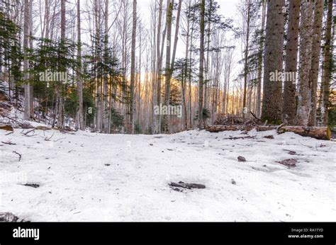 Natural landscape with snowy forest Stock Photo - Alamy