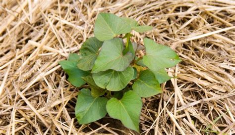 The Benefits of Barefoot Gardening - Homesteaders of America