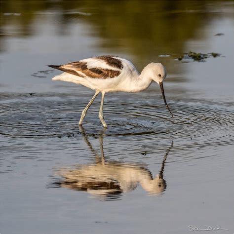 Bird Images of Cedar Key, Florida