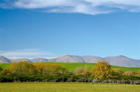 Close up of Central Otago landscape image of green paddocks autumn ...