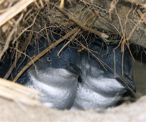 Little Penguin (Blue) : Birding NZ