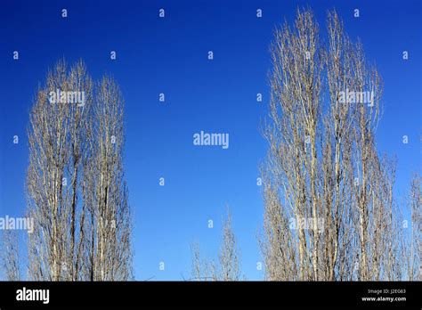 Two barren tree with blue sky at winter Stock Photo - Alamy