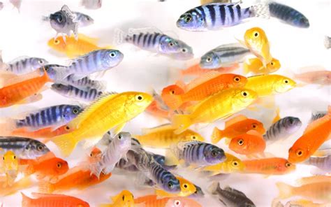 15 Best African Cichlids Tank Mates - AquariumNexus