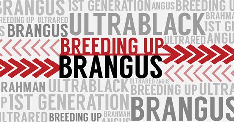 Breeding Up: BRANGUS - International Brangus Breeders Association (IBBA)