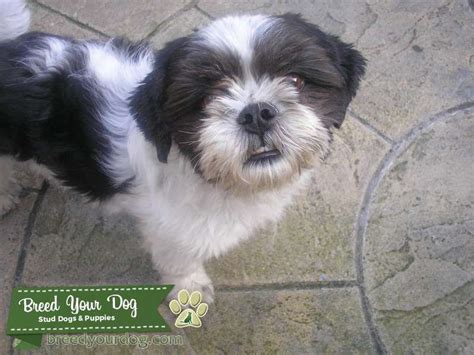 Stud Dog - Black and White Lhasa apso - Breed Your Dog