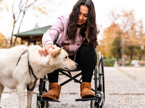 Training Dogs From a Wheelchair: Techniques and Tools You'll Need