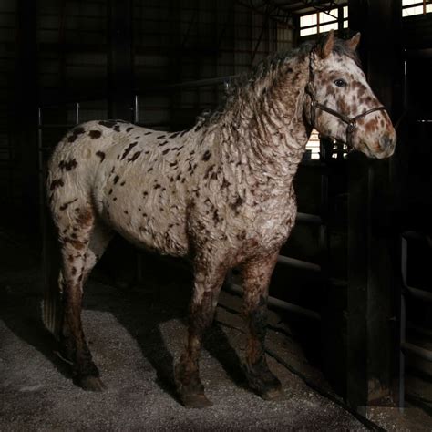 Curly Horses with Leopard Appaloosa Markings | LearningHorses.com