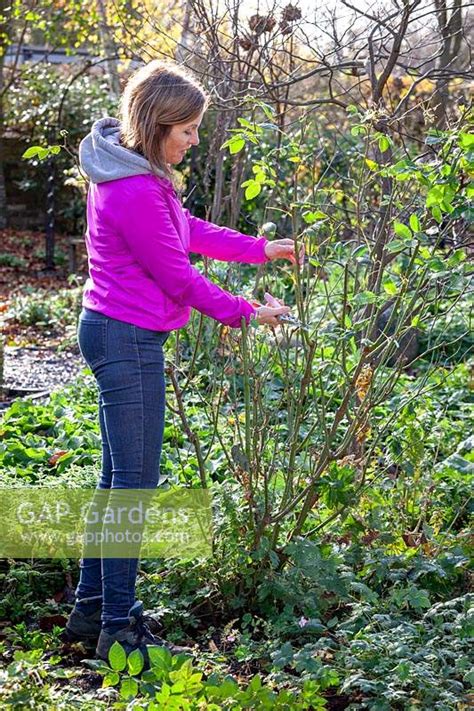 Cutting back roses b... stock photo by Jonathan Buckley, Image: 1371689