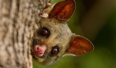 Possums aren't the gentle vegetarians you thought they were - Australian Geographic