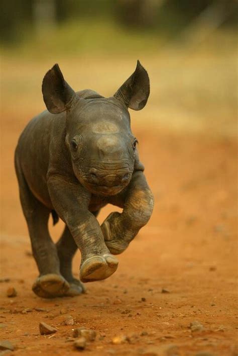 Baby black rhino | Animals | Pinterest