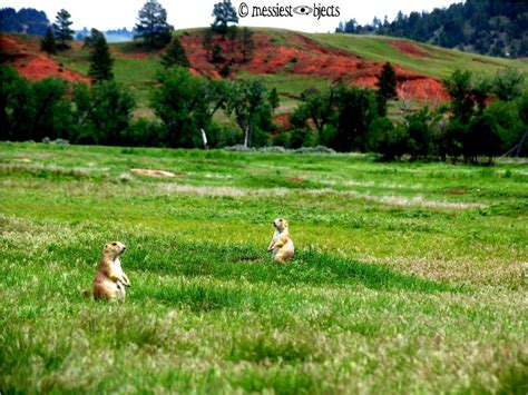 Prairie Dog Town @ Devils Tower, WY | Prairie dog town, Travel usa, Devils tower