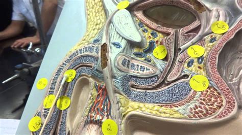 Human anatomy model of male reproductive system | Human anatomy model ...