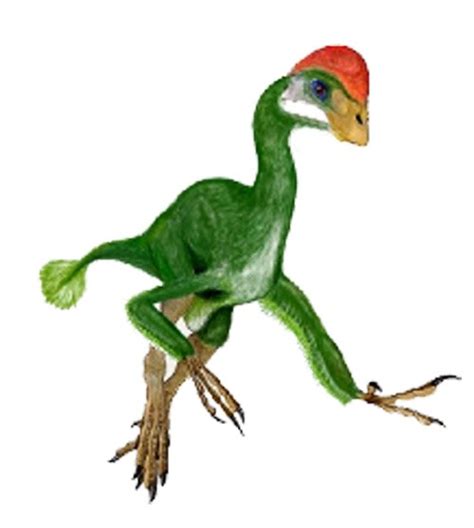 Chirostenotes Pictures & Facts - The Dinosaur Database