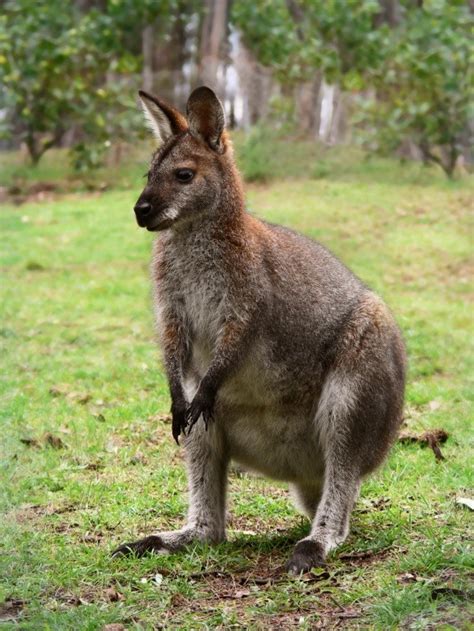 Red Necked Wallaby - Riverview Park and Zoo