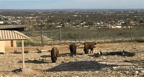 Living Desert Zoo And Gardens State Park In New Mexico