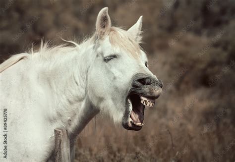 Neighing white horse Stock-Foto | Adobe Stock