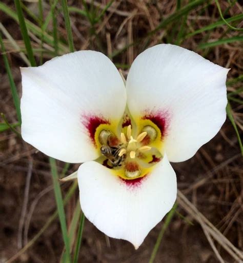 utah state flower facts - Ladonna Farris