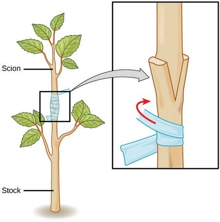 Gardening Techniques: Grafting And Budding