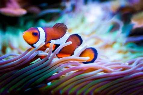 1280x720 wallpaper | clown fish | Peakpx