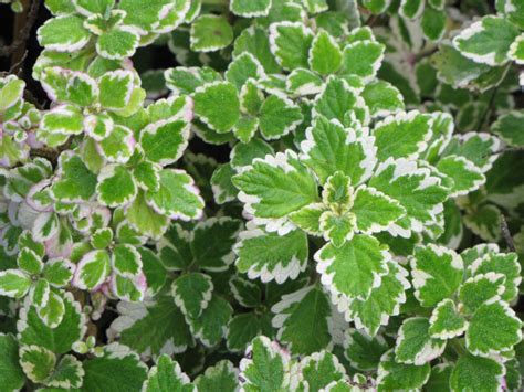 Variegated mint leaf | plants | Pinterest | Plants