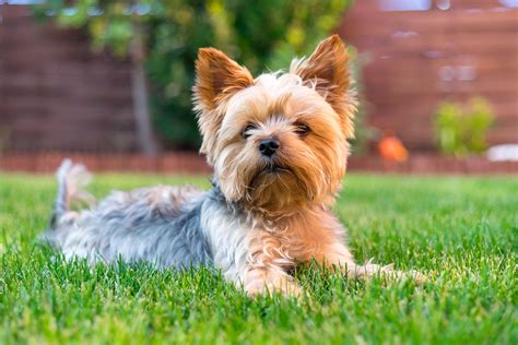 What Is the Difference Between a Parti Yorkie & a Regular Yorkie? | Cuteness | Dog breeds, Dog ...