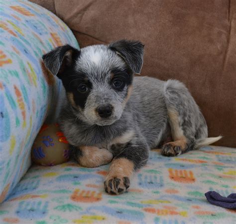 Mini Heeler Puppies