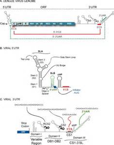 Schematic representation of the Dengue virus (DENV) genome. (a) The ...