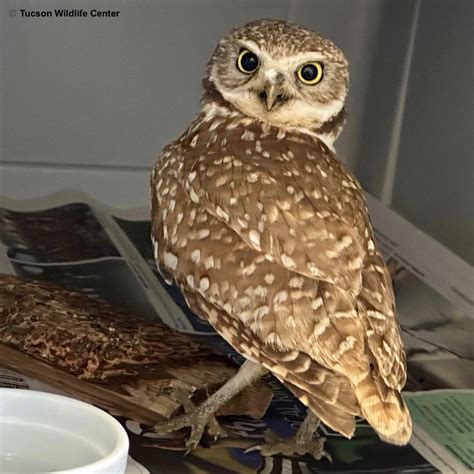 Patient of the Week: 03/24/23 - Tucson Wildlife Center