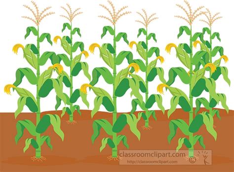 Agriculture Clipart - corn-crops-agriculture-clipart - Classroom Clipart