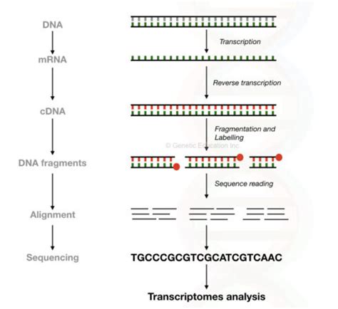 RNA Sequencing- Principle, Steps, Methods And Applications