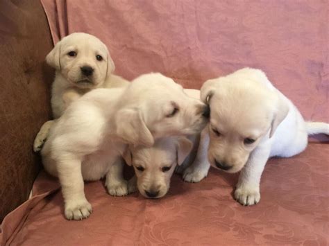 White labrador puppies | in Mile End, London | Gumtree