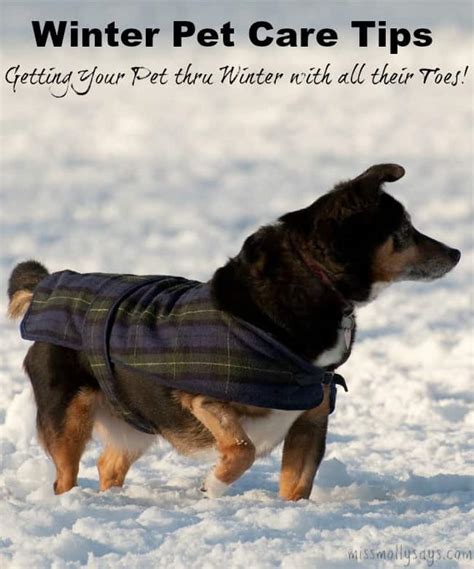 Winter Pet Care Tips: Getting Your Pet thru Winter with all their Toes! - Miss Molly Says