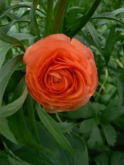 13 best Ranunculus varieties & colours images on Pinterest | Colours ...