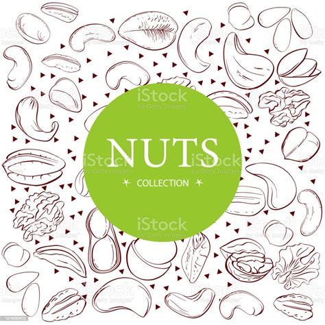 Nuts Collection Drawings Sketches Handdrawing Vector Illustration ...