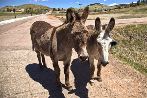 Donkeys were the lifeblood of this Colorado town. Now every summer ...