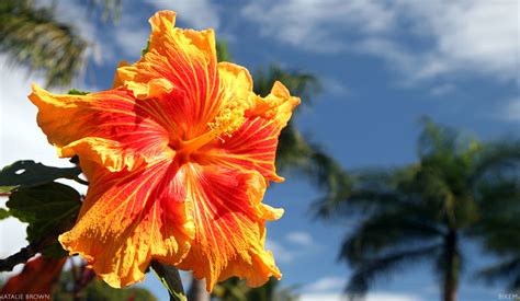 The Flowers of Hawaii - Your Flower Identification Guide on Maui