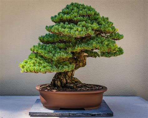 Bonsai Tree – A Traditional Japanese Art Form | Japan Wonder Travel Blog