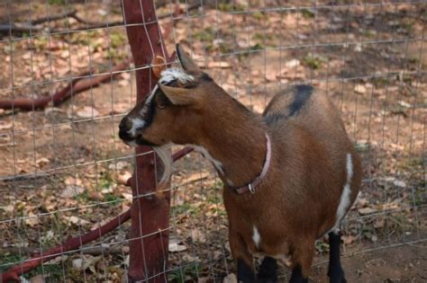 Nigerian Dwarf Goats: Complete Breed Guide - Eco Peanut