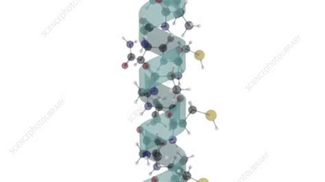 Protein structure levels, animation - Stock Video Clip - K005/6277 - Science Photo Library