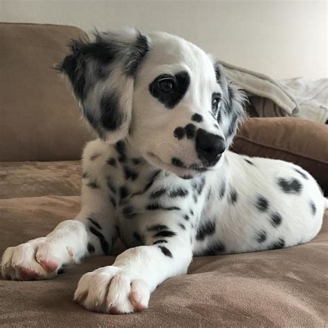 Adorable Dalmatian with Heart Eyes is the Canine Version of an Emoji