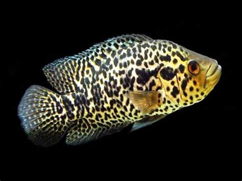 Jaguar Guapote Cichlid - AquaFood