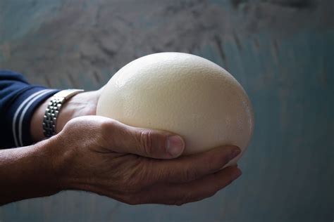 Where to Find Massive Ostrich Eggs in the Hudson Valley